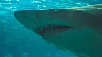 Cada vez es más frecuente escuchar del ataque de tiburones a seres humanos, es por ello que expertos brindan recomendaciones por si te llegas a topar en el agua con uno