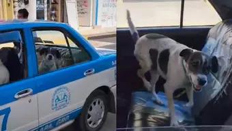 Perrito regresa en taxi a su casa