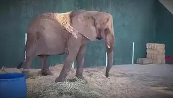 Recatarán a la Elefanta ‘Annie’; Su Salud era Mala y Será Llevada al Zoológico de Guadalajara