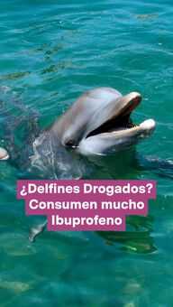 FOTO: Delfines que Consumen Medicamentos Humanos