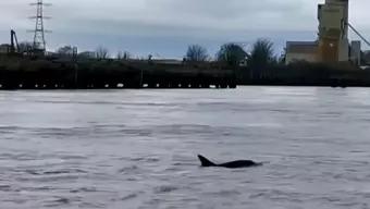 Foto: Captan Avistamiento de Familia de Delfines en Pleno Río Támesis
