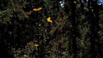 Foto: ¿Cómo Afecta el Cambio Climático a los Santuarios de la Mariposa Monarca?