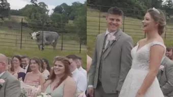 Vaca se opone a boda en Reino Unido