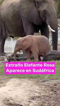 FOTO: Elefante Rosa en Sudáfrica