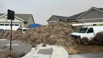Foto: Plantas Rodadoras en Utah, Estados Unidos
