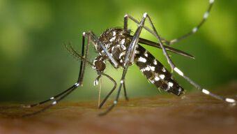 Foto: OPS Alerta por Aumento de Casos de Dengue en América