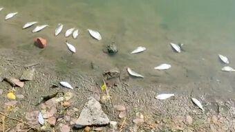 Peces muertos en laguna de Veracruz