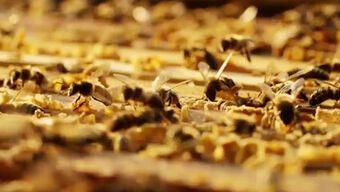 abejas en colmena 