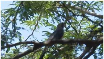 Debido al Intenso Calor, Varias Aves Están Muriendo en Irapuato