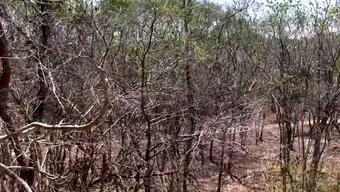 Altas Temperaturas Provocan Sequía, Calor y Afectación Agropecuaria en Yucatán