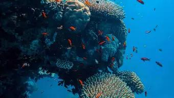 Foto: Alerta por Blanqueamiento de Arrecifes