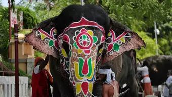 Foto: Elefante en la India