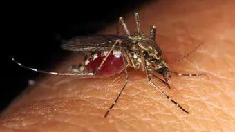 Casos de Dengue Aumentan en México; Así el Reporte de la Secretaría  de Salud