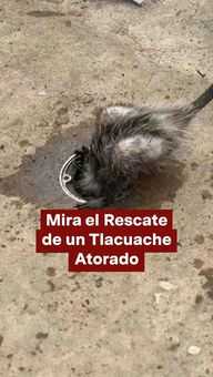 FOTO: Rescate de Tlacuache Atorado en Xalapa