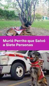 FOTO: Murió Perrito que Salvó a 7 Personas