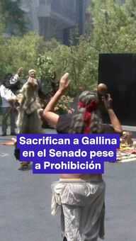 FOTO: Sacrifican a Gallina en el Senado 