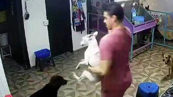Video: Empleado de Estética Canina Habría Matado a Golpes a Perrito