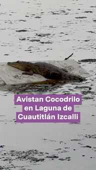 FOTO: Avistan Cocodrilo en Laguna de Cuautitlán Izcalli