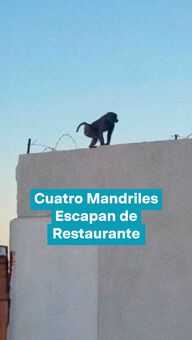 FOTO: Mandriles Escapan de Restaurante