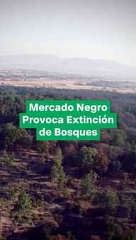 FOTO: Deforestación en México