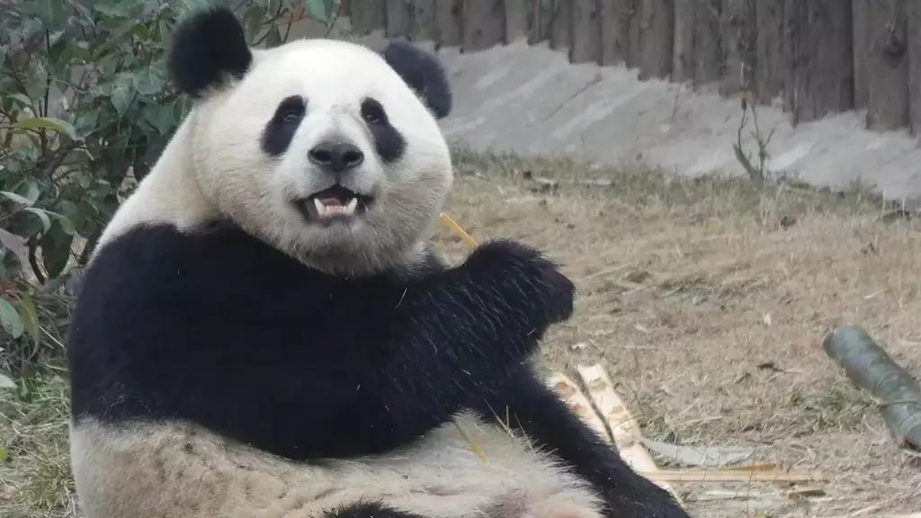 Foto: Pareja de Osos Panda Llegan de China al Zoo Aquarium de Madrid, España
