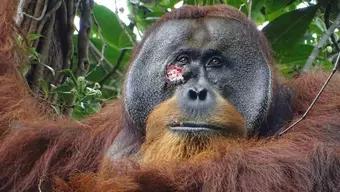 FOTO: Rakus, Orangután Usó Herbolaria para Curar Herida 