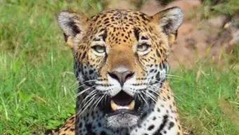 Jaguares del Manglar | Por el Planeta 