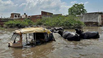 Lluvias Forman Caudalosas Corrientes que Arrastran Reses en India