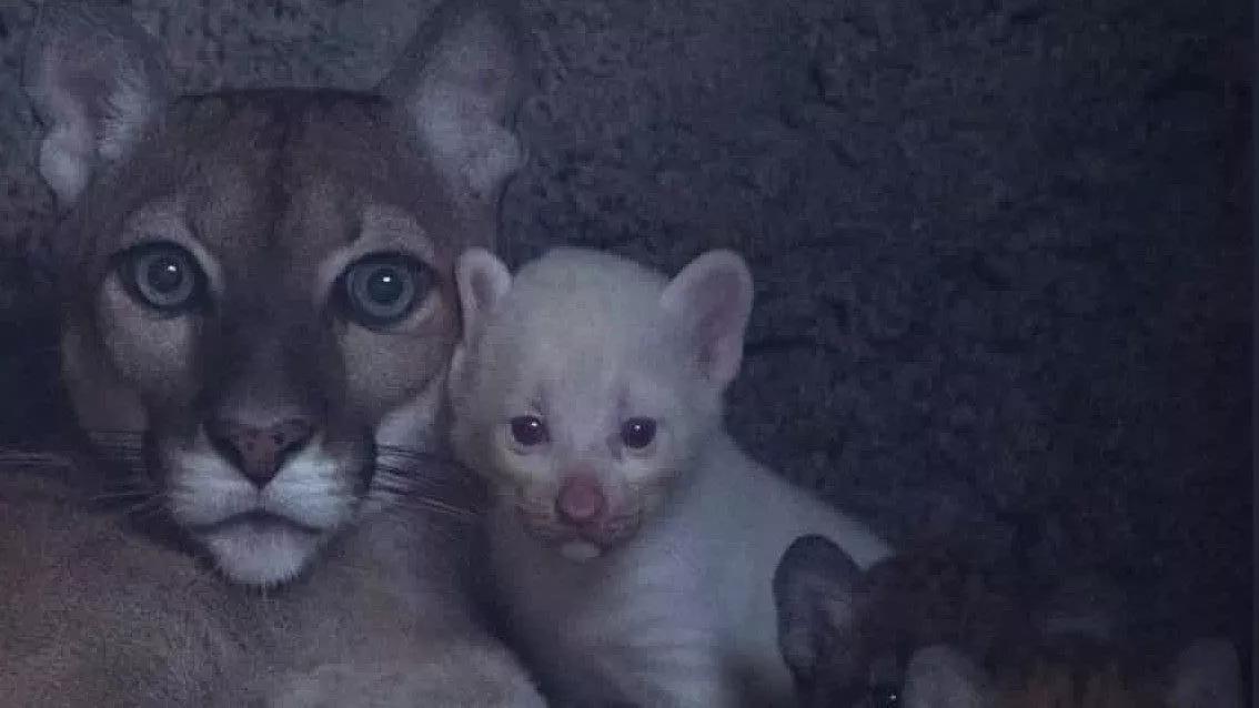 Puma baby video hot sale