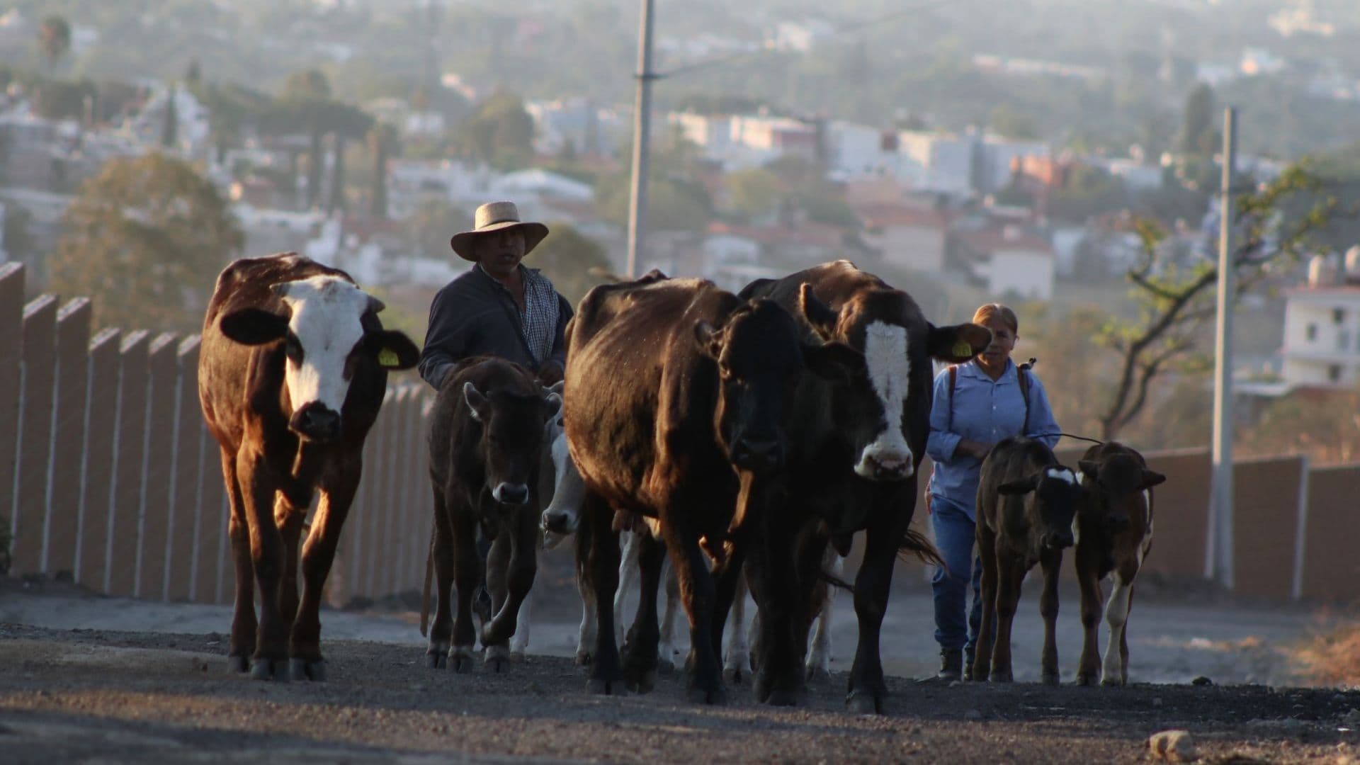 Una mujer llevan su ganado a pastar en zona rural. Foto: Cuartoscuro