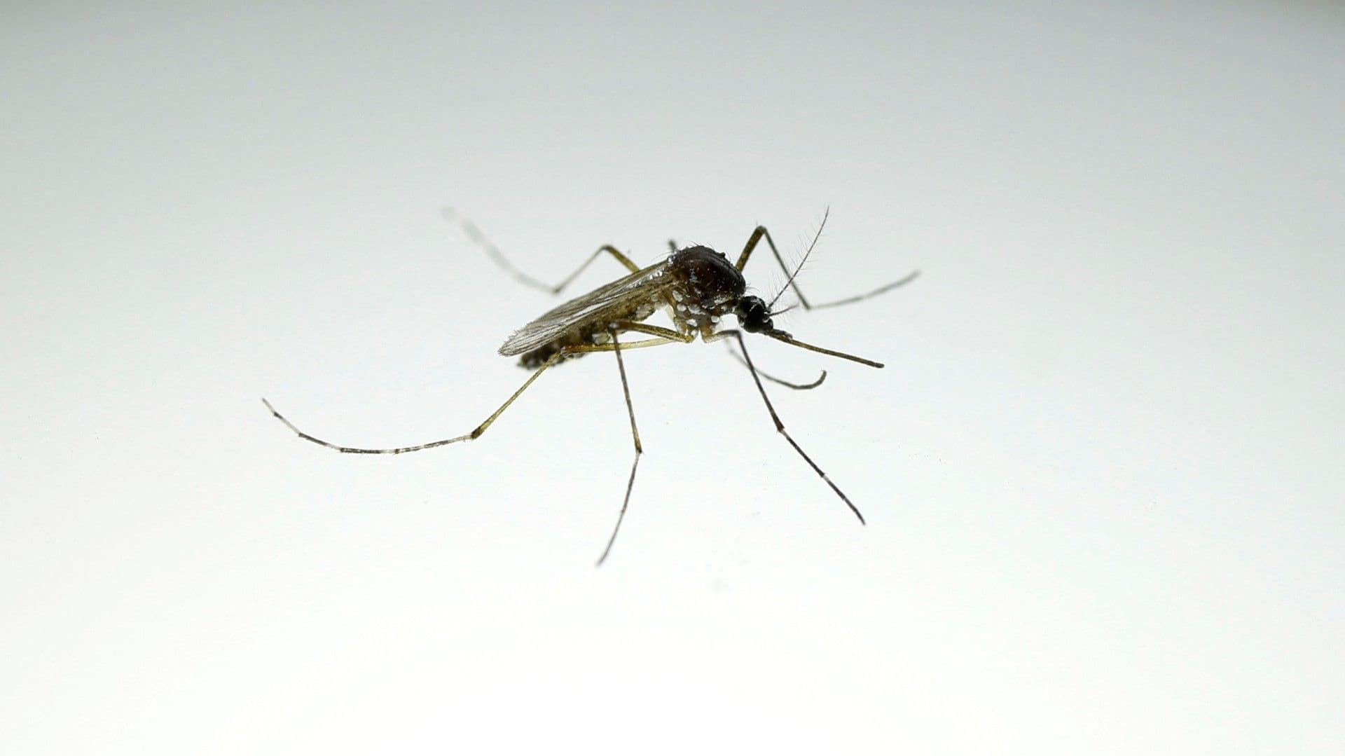 Mosquito