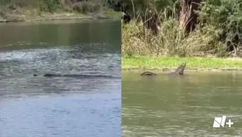 Reportan Avistamiento de Cocodrilos en el Río Bravo 